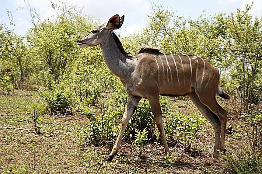 站立,雌性,捻角羚,乔贝国家公园,博茨瓦纳,非洲