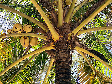 椰树,椰,桑给巴尔岛,坦桑尼亚,非洲