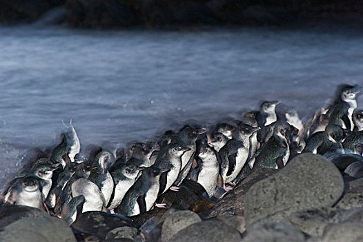 小蓝企鹅,群,喂食,旅游,黄昏,菲利普岛,澳大利亚