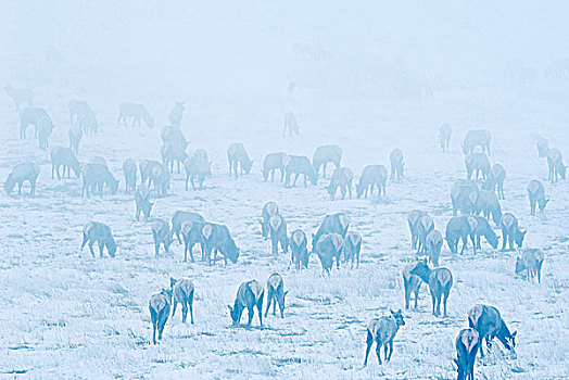 麋鹿,鹿属,鹿,牧群,晨雾,瓦特顿湖国家公园,西南方,艾伯塔省,加拿大