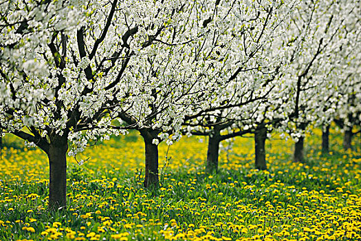 樱桃树,巴伐利亚,德国