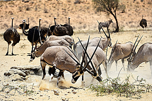 争斗,南非大羚羊,羚羊,鸵鸟,鸵鸟属,骆驼,卡拉哈迪大羚羊国家公园,北角,南非,非洲