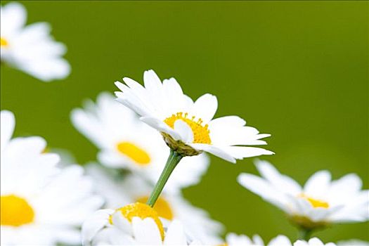 雏菊,甘菊花