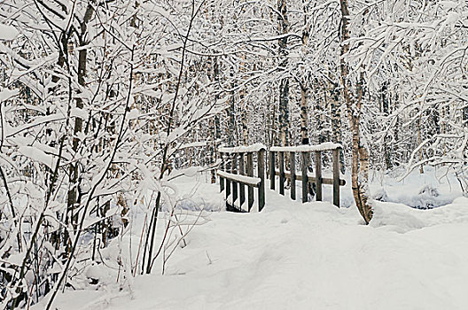 大雪,木桥,景色,冬天,木头,树林