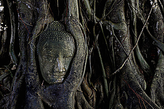 石头,佛,头部,围绕,根部,菩提树,大城府,泰国