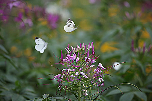 醉蝶花