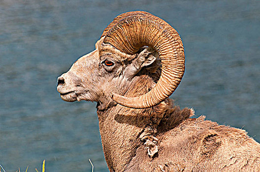 特写,大角羊,班芙国家公园,艾伯塔省,加拿大