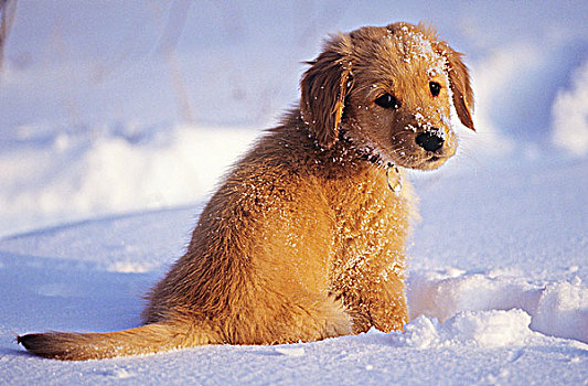 金毛猎犬,幼仔,加拿大