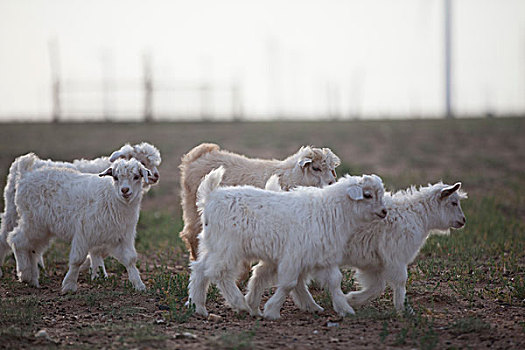 一群小羊