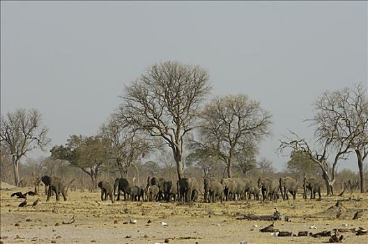 非洲象,大,牧群,干燥,大草原,脆弱,非洲