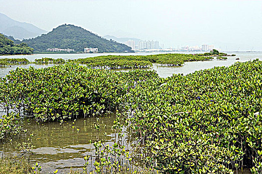 红树,新界,香港