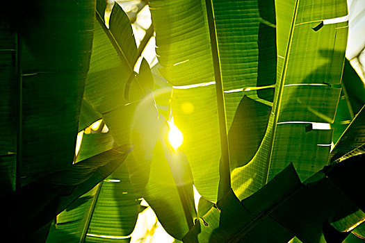 阳光,发光,香蕉叶