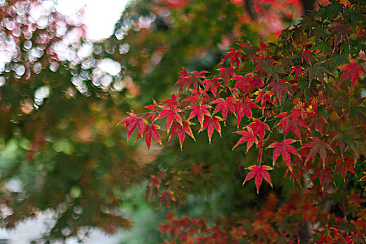 红色的鸡爪槭枫叶