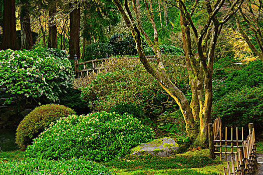 波特兰,日式庭园,俄勒冈,美国