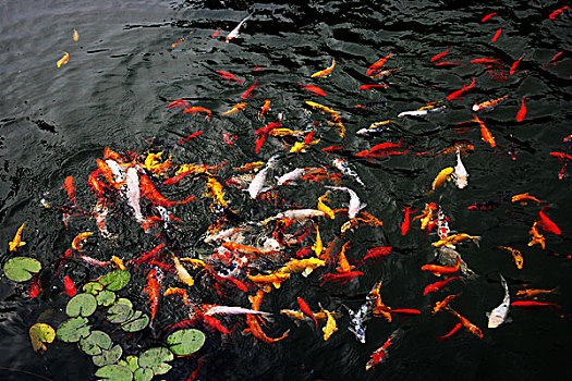 南京湖滨金陵池塘里的花色锦鲤鱼