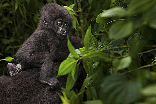 山地大猩猩,幼小,火山国家公园,卢旺达