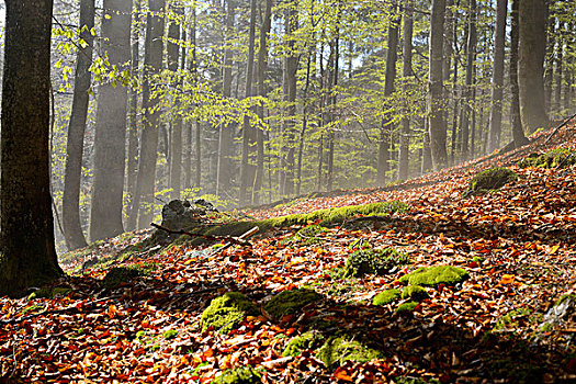 风景,欧洲山毛榉,树林,巴伐利亚森林国家公园,巴伐利亚,德国