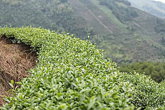 茶叶