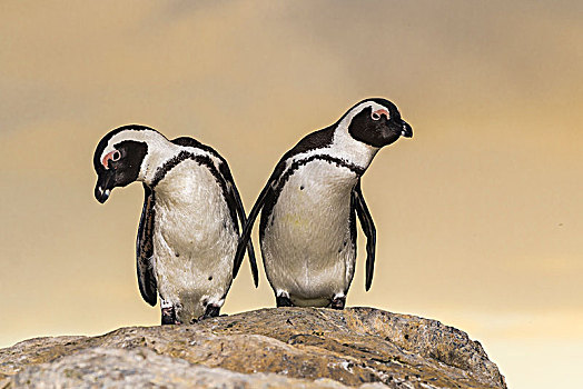 两个,非洲企鹅,黑脚企鹅,一对,站立,石头,西海角,省,南非,非洲