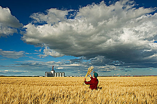 一个,男人,看,成熟,大麦,谷物,积雨云,云,背景,靠近,曼尼托巴,加拿大