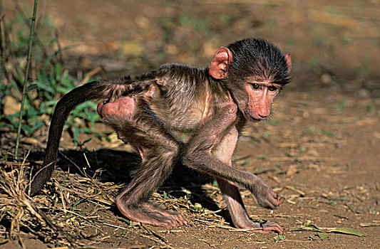 狒狒,年轻,克鲁格国家公园,南非,非洲