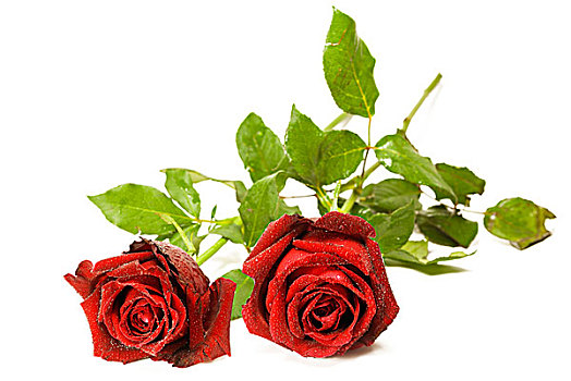 两个,红玫瑰,隔绝,白色背景,背景