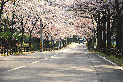 韩国樱花