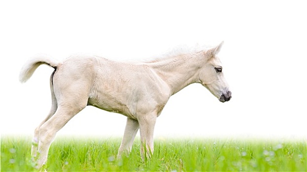 马,小马,草丛,隔绝,白色背景