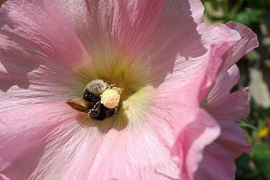 粉色,大黄蜂