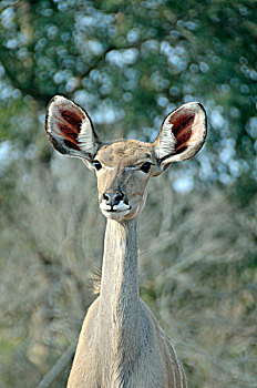 大,捻角羚,克鲁格国家公园,南非,非洲