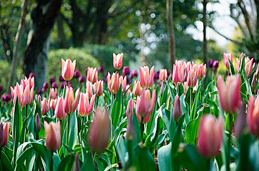 美丽的郁金香花