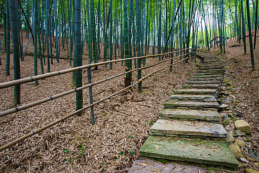 山路,竹林,吊床,台阶