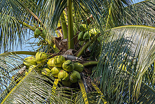 椰树,培育,棕榈树