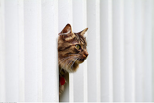猫,偷窥,栅栏