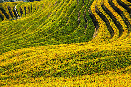 中国广西桂林龙脊梯田日照美景