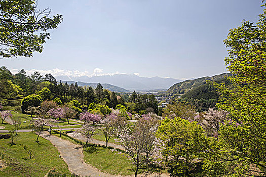 花,山,公园,日本