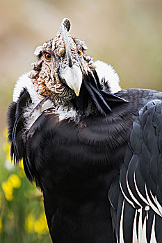 厄瓜多尔,因巴布拉省,雄性,秃鹫,安地斯神鹰