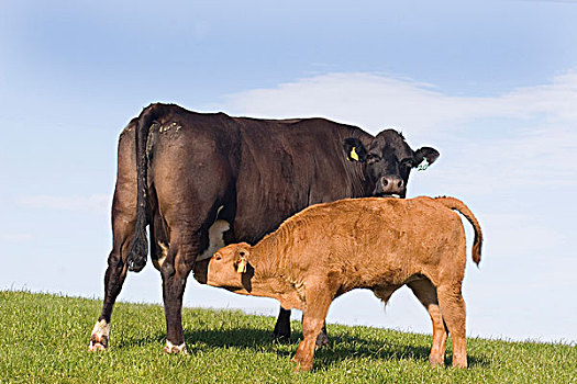 家牛,苏格兰马,母牛,幼兽,吸吮,站立,草场,苏格兰原产的马,苏格兰,英国,欧洲