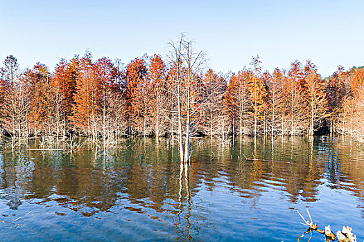 中国安徽红杉林风景