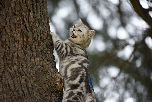 一只宠物猫的户外生活写真