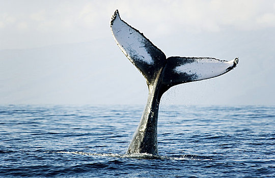 夏威夷,毛伊岛,驼背鲸,大翅鲸属,鲸鱼,尾鳍