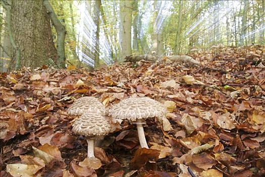 蘑菇,秋天,彩色,山毛榉,树林,变焦,展示,时间