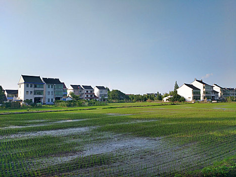 水乡稻田,田园风光,夏日乡村