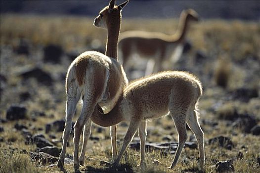 小羊驼,雌性,吸吮,幼兽,南美大草原,自然保护区,秘鲁