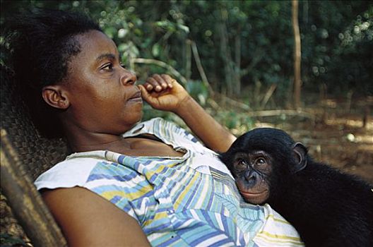 倭黑猩猩,孤儿,人,母亲,刚果