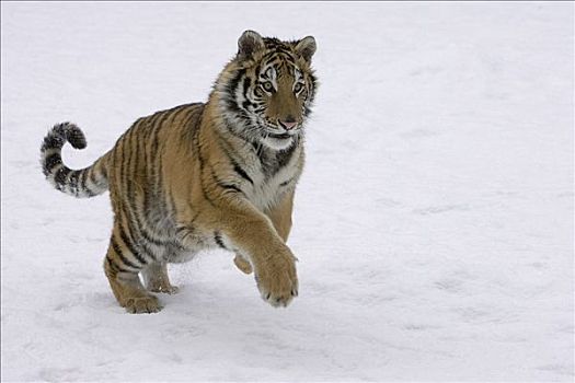西伯利亚虎,东北虎,跳跃,雪中,濒危,凯利斯贝尔,蒙大拿
