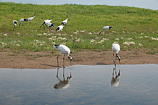 黑龙江齐齐哈尔扎龙丹顶鹤自然保护区沼泽湿地里的丹顶鹤群