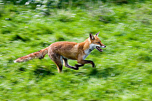红狐,狐属,成年,跑,草地,诺曼底