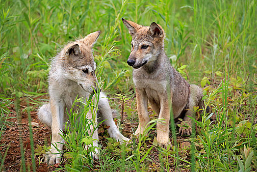 灰狼,狼,两个,小动物,坐,草地,松树,明尼苏达,美国,北美
