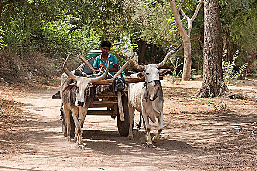 牛,拖车,途中,拉贾斯坦邦,印度,亚洲